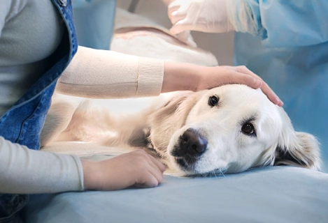 dog hemangiosarcoma symptoms dog hemangiosarcoma symptoms