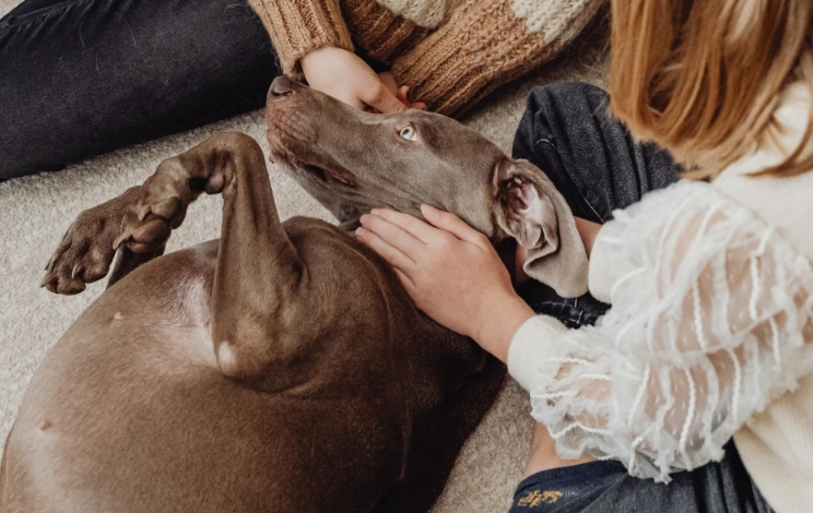 dog hemangiosarcoma symptoms dog hemangiosarcoma symptoms