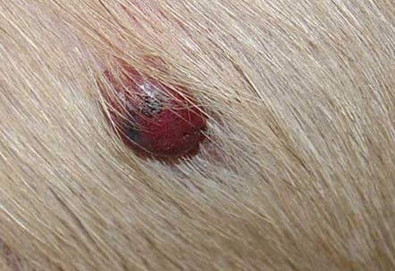 hemangiosarcoma in dogs