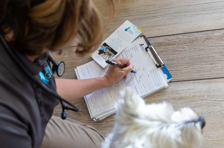 dog hemangiosarcoma symptoms dog hemangiosarcoma symptoms