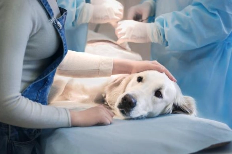 silent killer in dogs