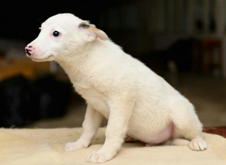 hidden dog illness signs