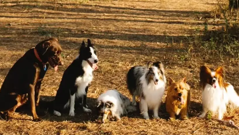 dog health problems dog health problems