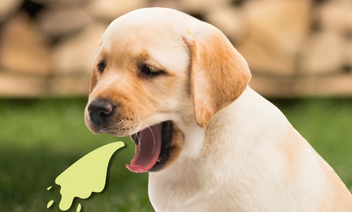 dog vomiting causes