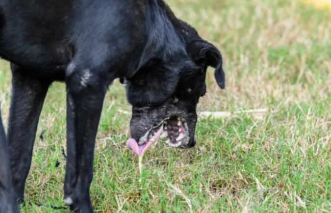 dog vomiting treatment