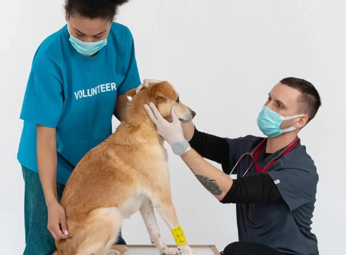 aging dog signs aging dog signs