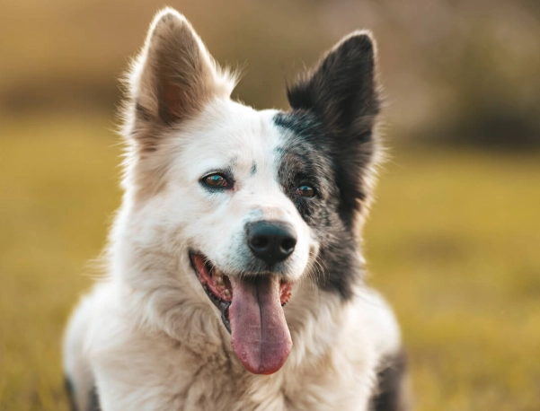 old dog symptoms old dog symptoms