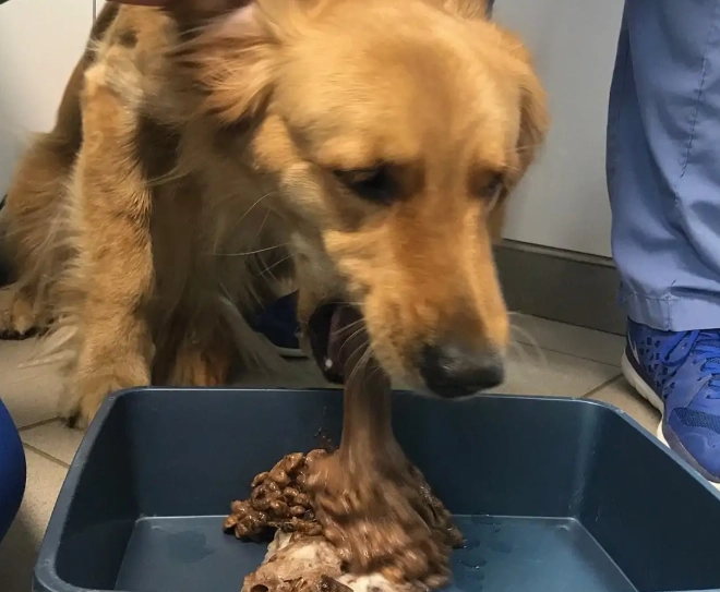 dog vomiting treatment