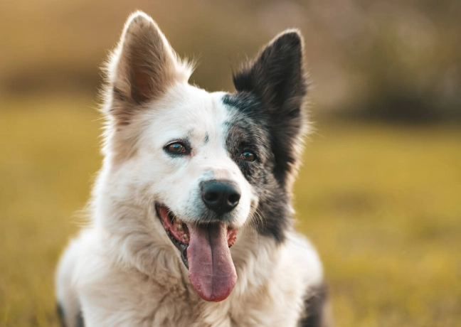 dog health problems dog health problems