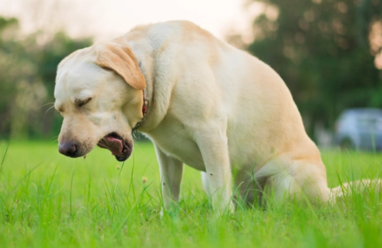 dog throwing up