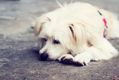 dog symptoms and treatment dog symptoms and treatment