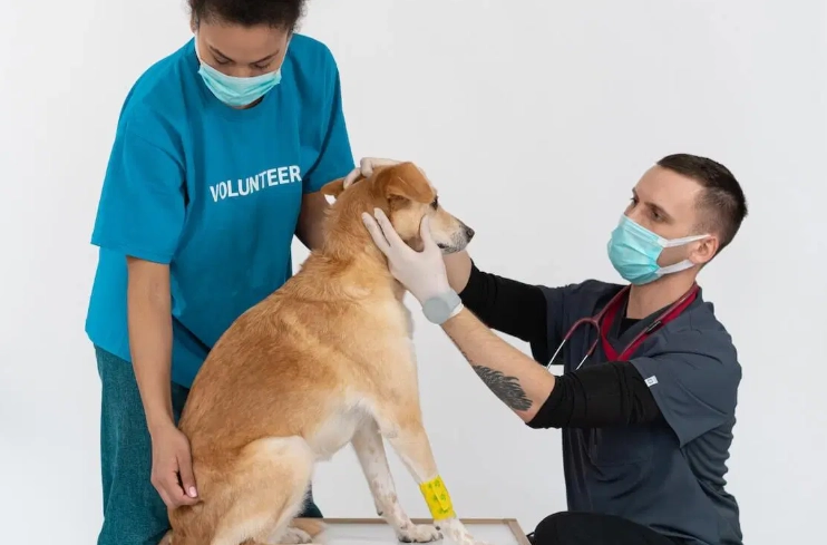 common dog illnesses common dog illnesses