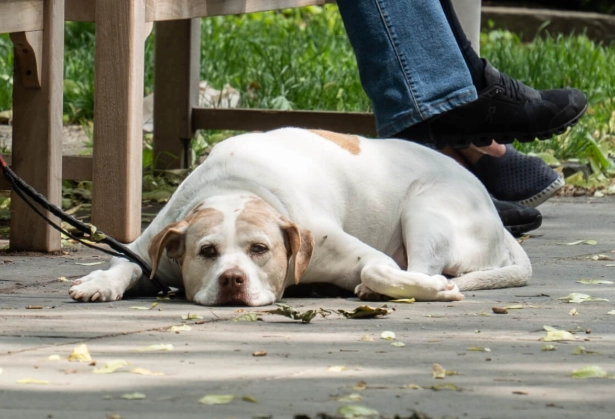 aging dog signs aging dog signs