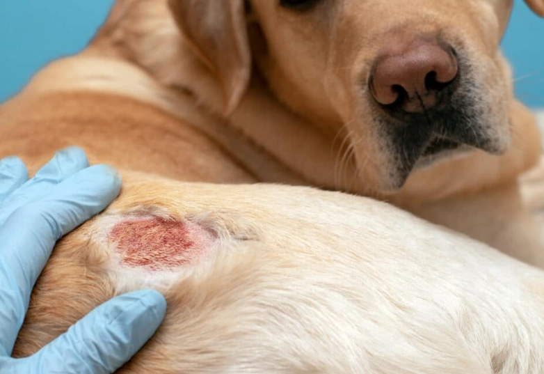 senior dog health problems senior dog health problems