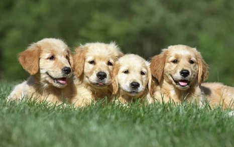 common dog illnesses common dog illnesses