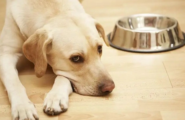 home remedies for sick dog