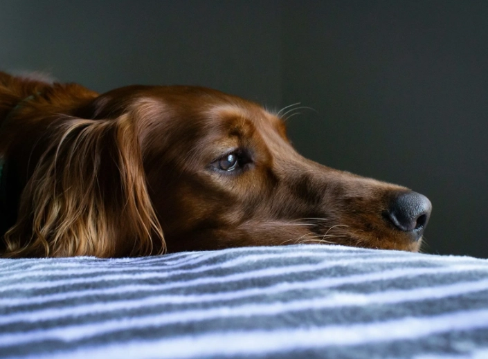 home remedies for sick dog