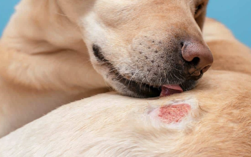 dog skin infection home remedy dog skin infection home remedy