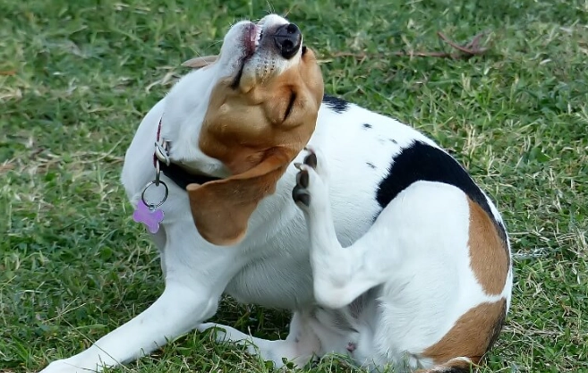 home remedies for dog itching