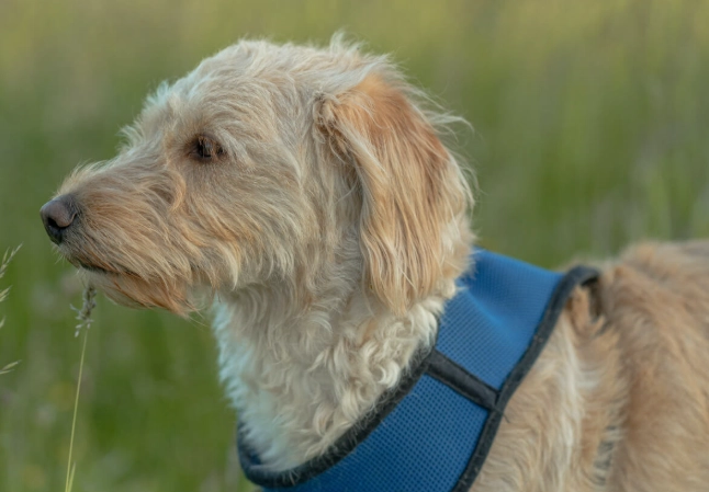 canine first aid at home