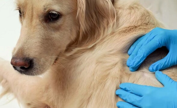 dog skin infection home remedy dog skin infection home remedy