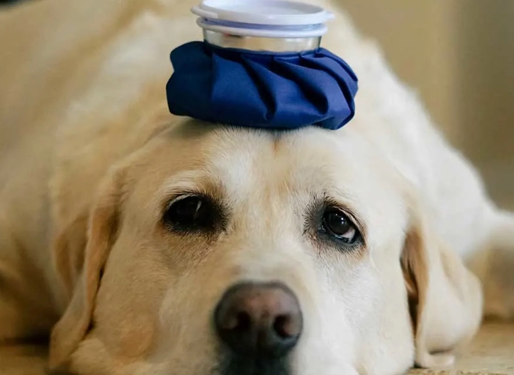 sick dog care at home