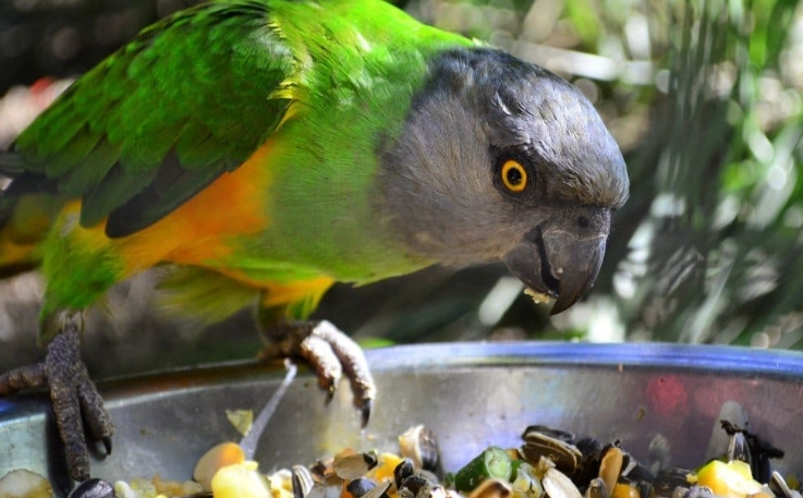 parrot diet