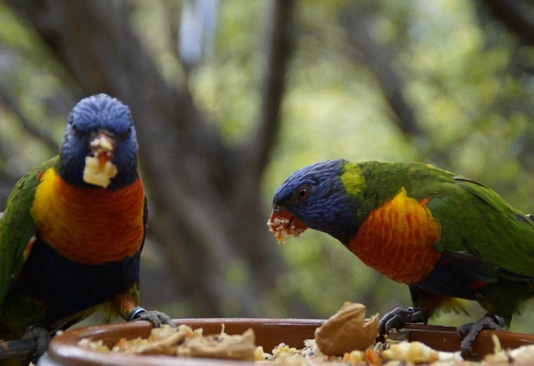 parrot diet at home