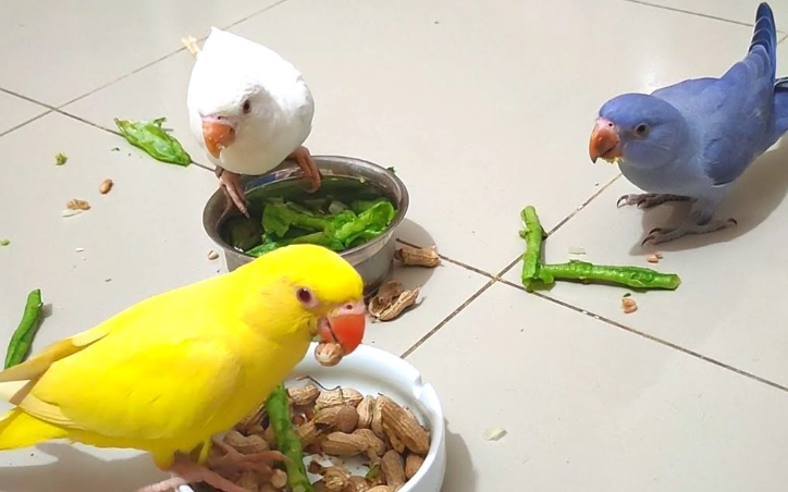 best food for parrots