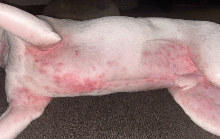 home remedies for dog yeast infection home remedies for dog yeast infection