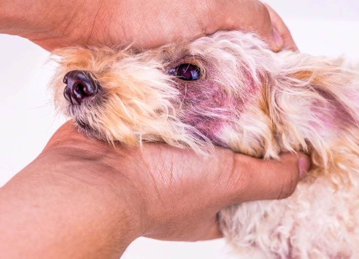 natural treatment for dog skin infection natural treatment for dog skin infection