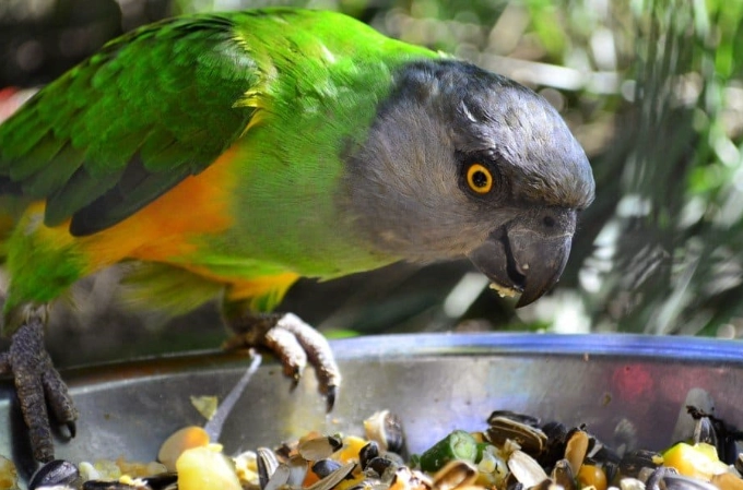 safe foods for parrots