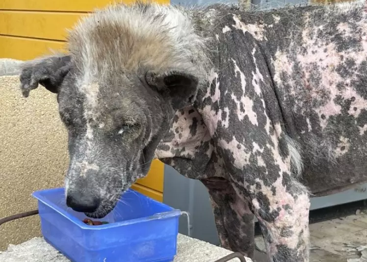 natural treatment for dog skin infection natural treatment for dog skin infection