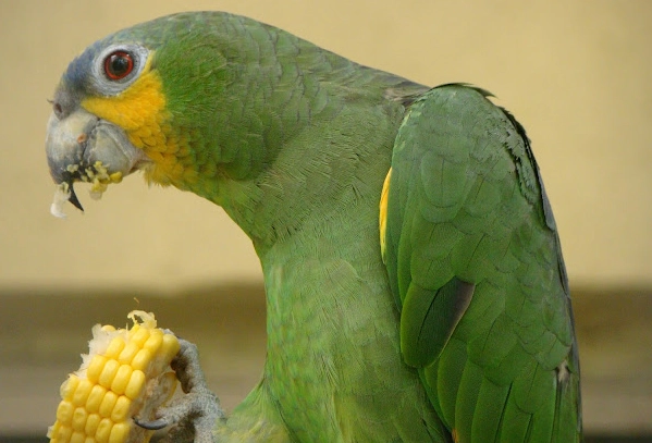 parrot diet at home