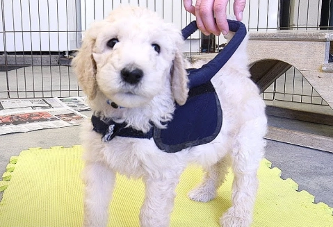 how to train a puppy