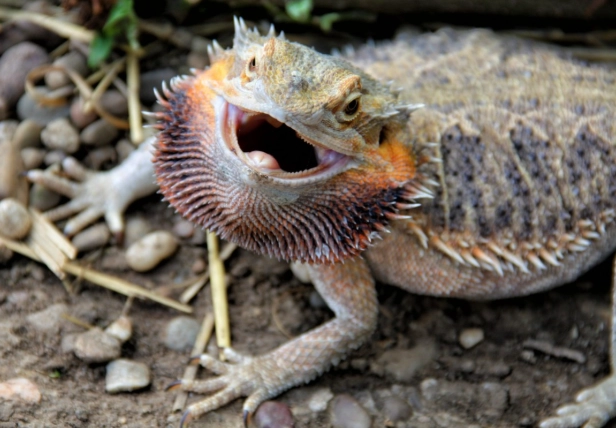 bearded dragon habitat setup bearded dragon habitat setup