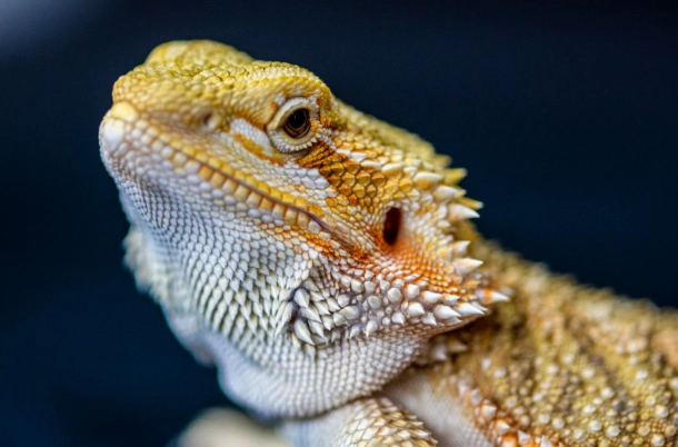 bearded dragon diet bearded dragon diet