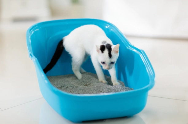 how to litter train a cat how to litter train a cat