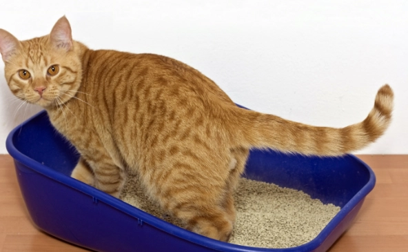 how to litter train a cat how to litter train a cat