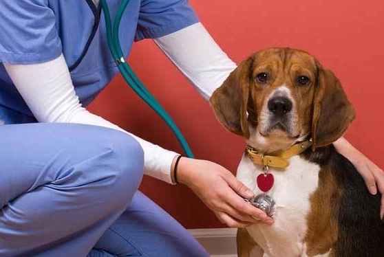 canine health issues