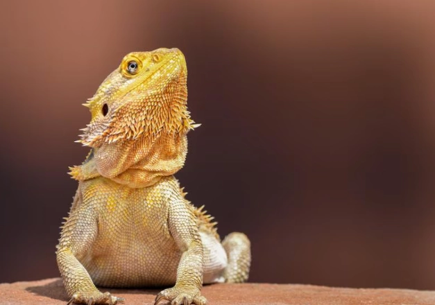 bearded dragon care sheet bearded dragon care sheet