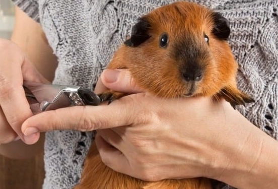 guinea pig care guide