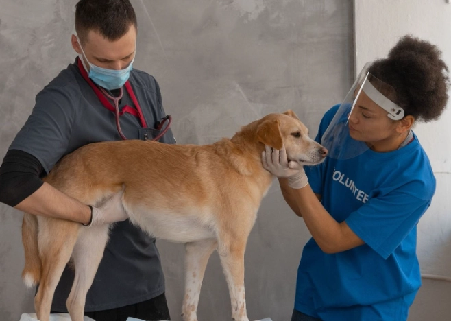 dog illness symptoms