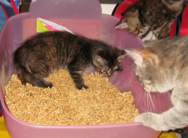 train cat to use litter box train cat to use litter box