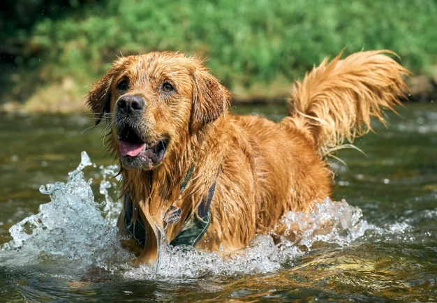 dog illness symptoms