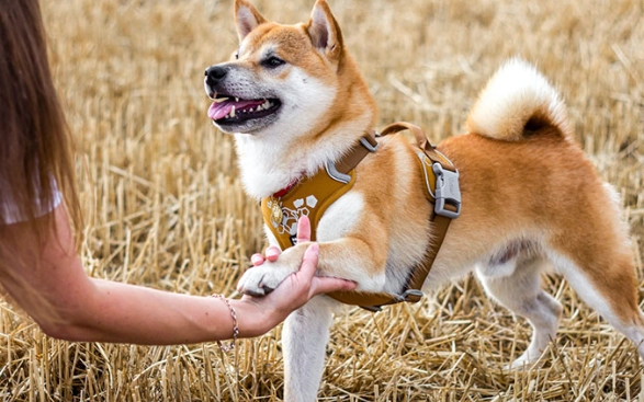 puppy obedience training