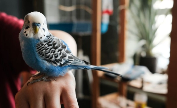 small pets that like to be held