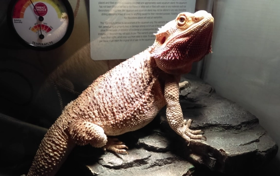 bearded dragon habitat setup bearded dragon habitat setup