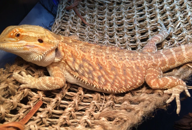 bearded dragon diet bearded dragon diet