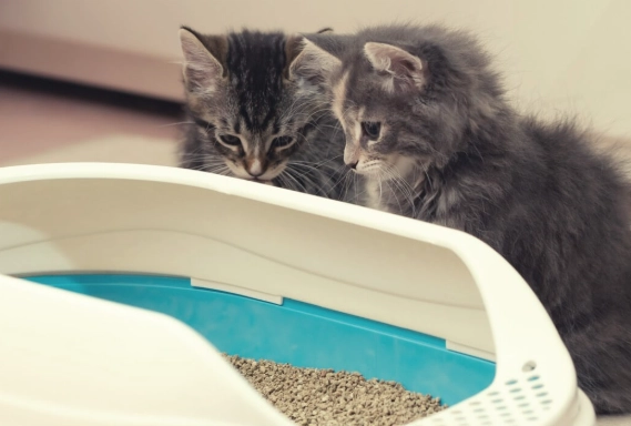 train cat to use litter box train cat to use litter box